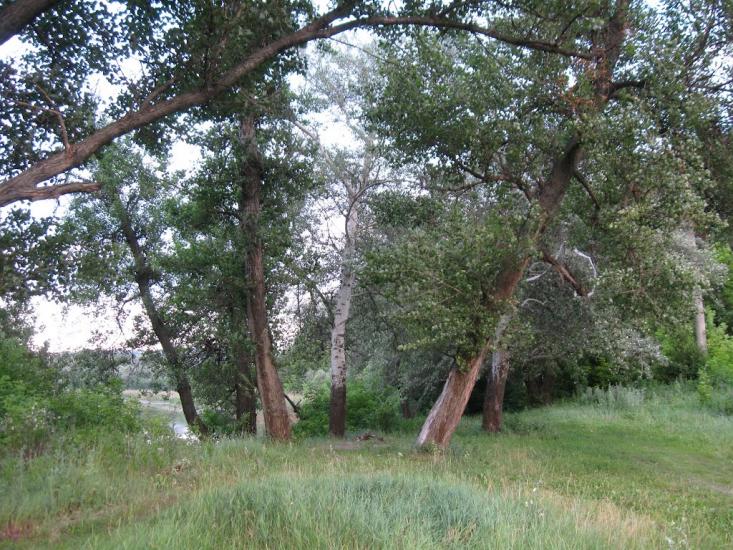 Пискунівка з panoramio.com - Pyskunivka