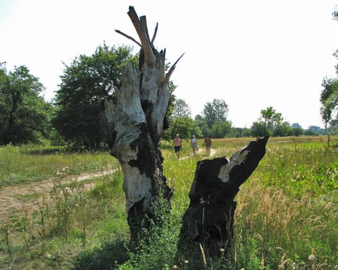 Бірки з panoramio.com - Борки