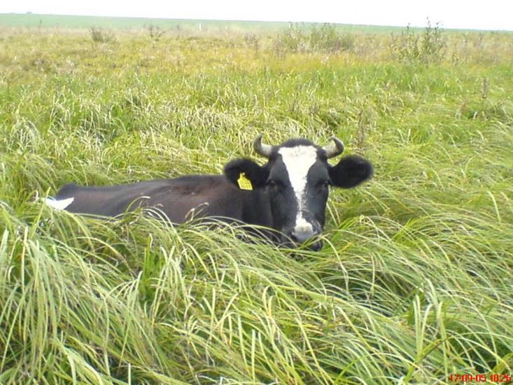 Миколаївка з panoramio.com - Миколаївка