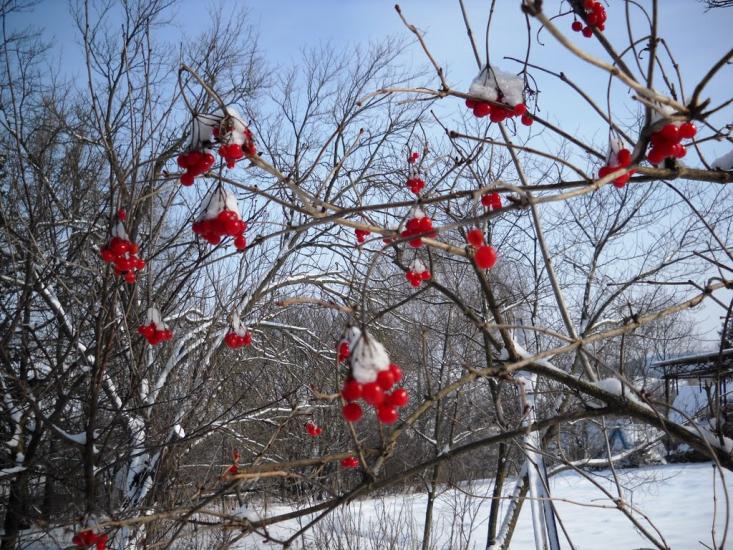 Вербовець з panoramio.com - Вербовець