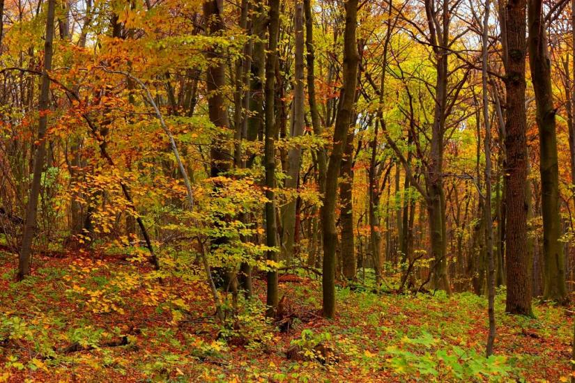 Гавареччина з panoramio.com - Гавареччина