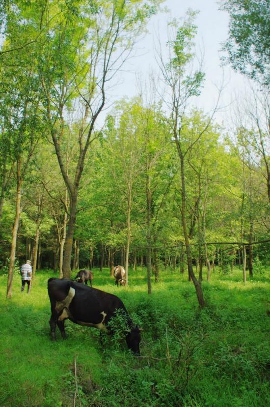 Браїлівка з panoramio.com - Браїлівка