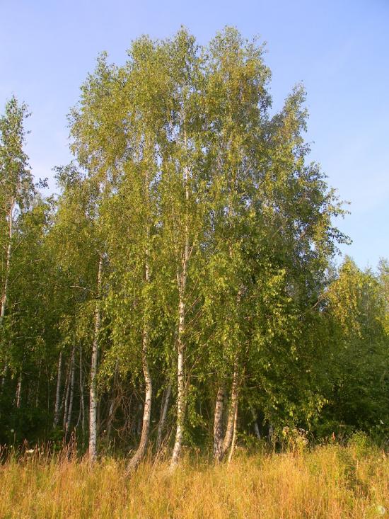 Городня з panoramio.com - Городня