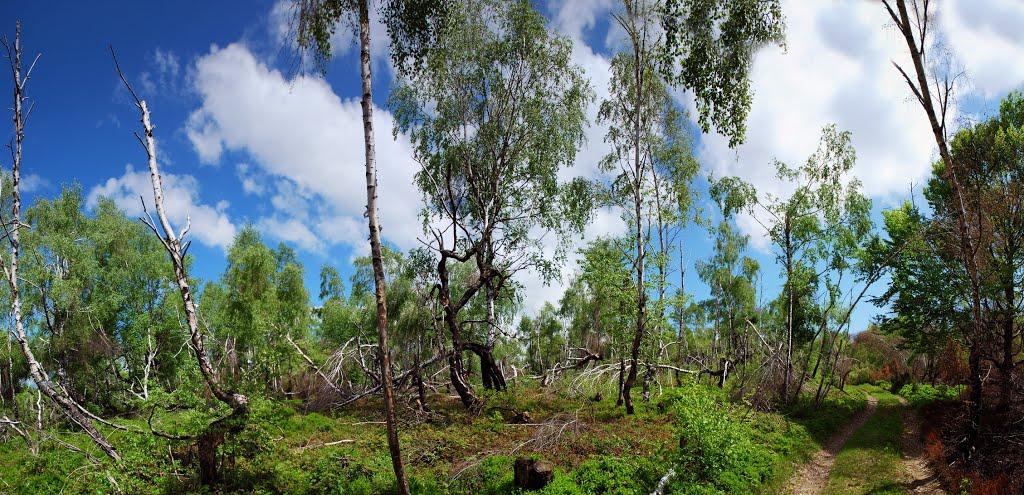 Вільшинки з panoramio.com - Вільшинки