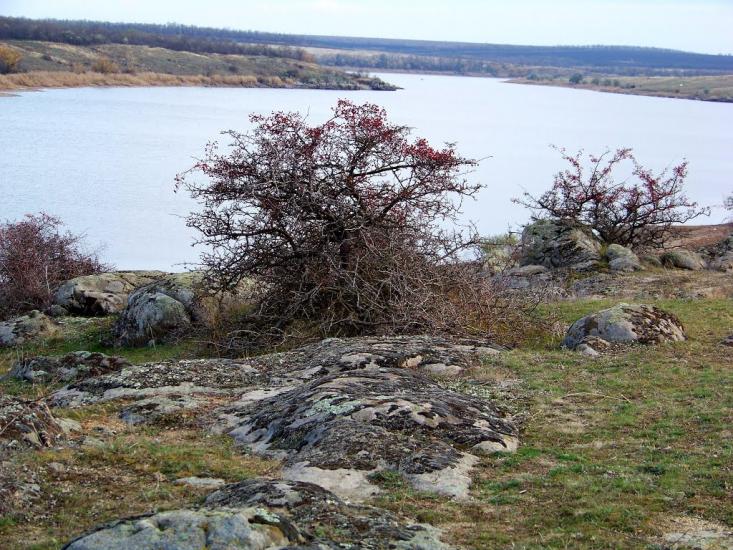 Новорозанівка з panoramio.com - Новорозанівка