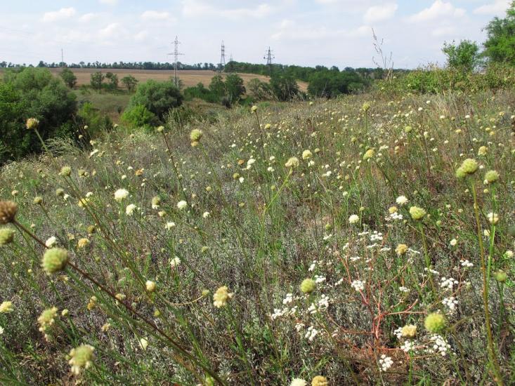 Новоолександрівка з panoramio.com - Новоалександровка