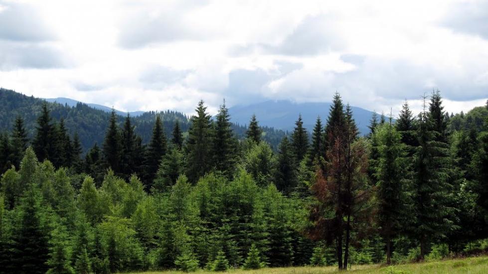 Сенечів з panoramio.com - Сенечев