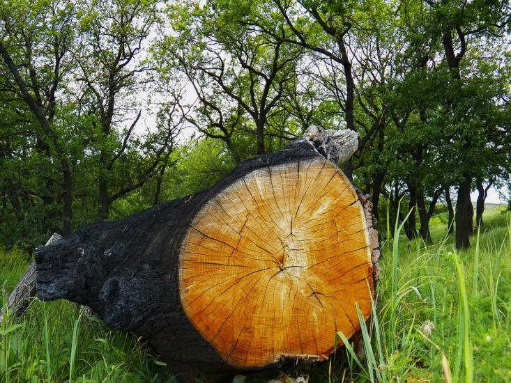 Данилове з panoramio.com - Данилово