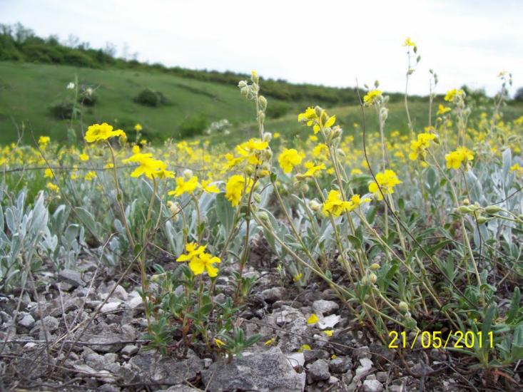Пискунівка з panoramio.com - Pyskunivka