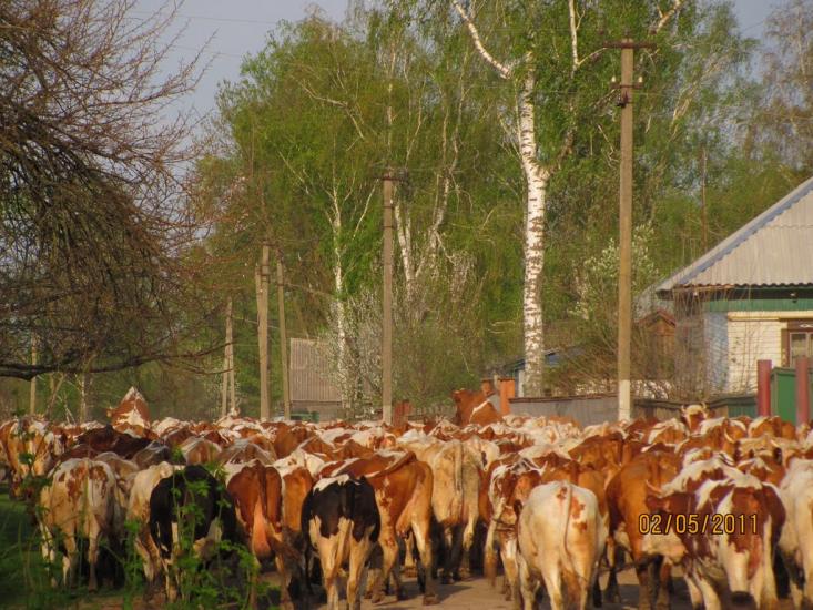 Обмачів з panoramio.com - Обмачів