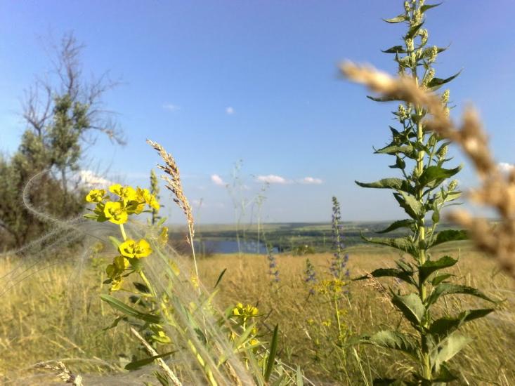 Петро-Миколаївка з panoramio.com - Петро-Николаевка