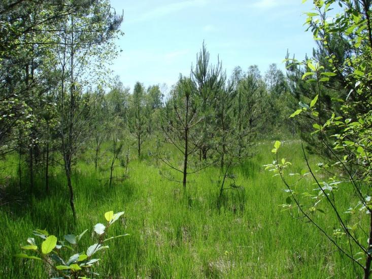 Хрипськ з panoramio.com - Khrypsk