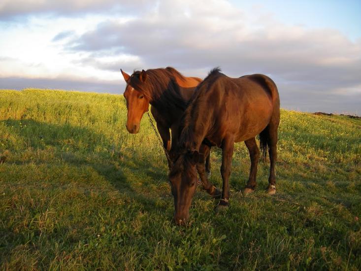 Борщівка з panoramio.com - Борщівка