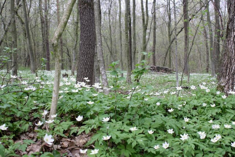 Підгай з panoramio.com - Pidgay