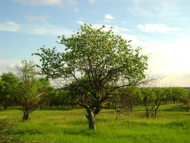 Придніпрянське з panoramio.com - Prydnipryanske