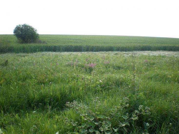 Кищенці з panoramio.com - Kyschentsi