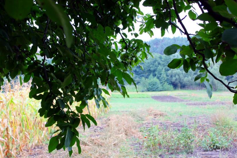 Осіївка з panoramio.com - Осіївка