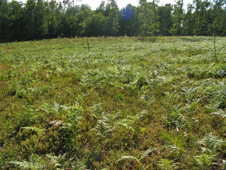 Лисняки з panoramio.com - Lysnyaky