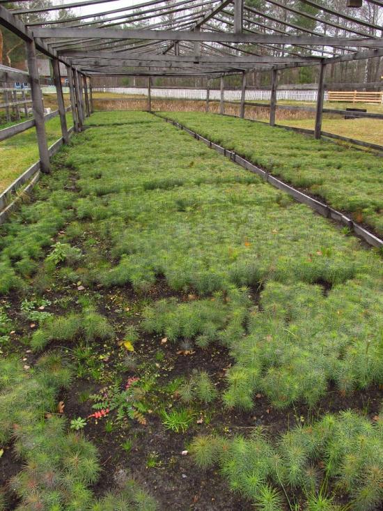 Зубковичі з panoramio.com - Зубковичи