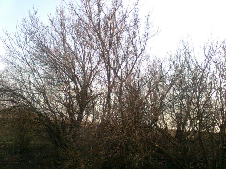 Миколаївські Сади з panoramio.com - Миколаївські Сади