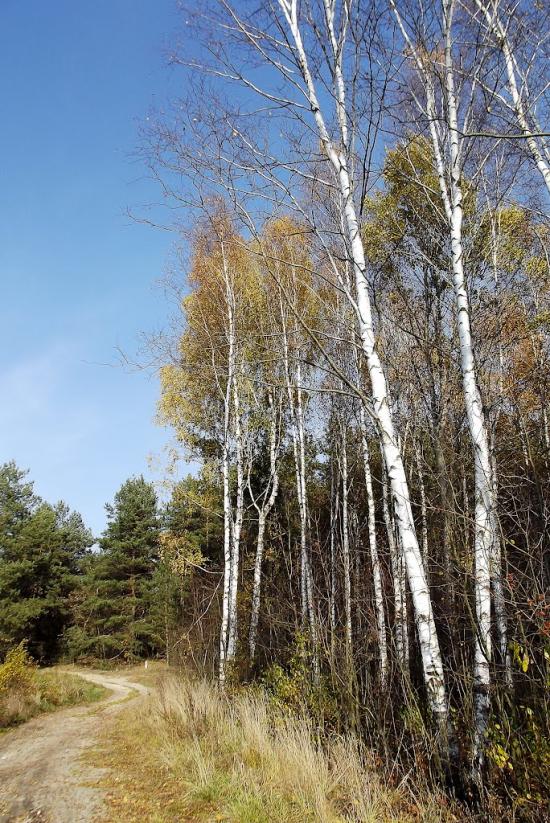Сарни з panoramio.com - Сарни
