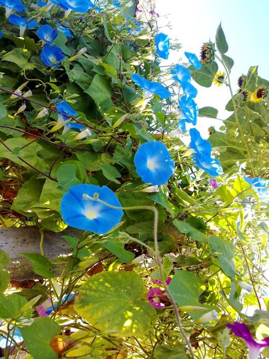 Жовтневе з panoramio.com - Жовтневе