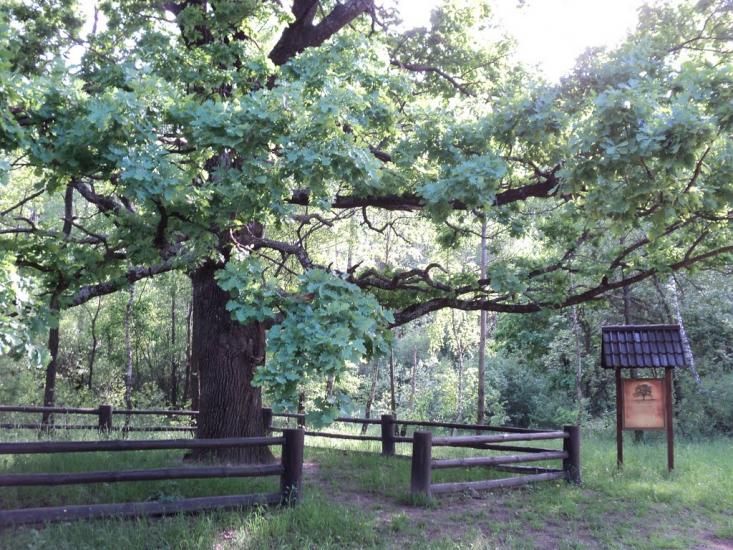 Вишпіль з panoramio.com - Вишпіль