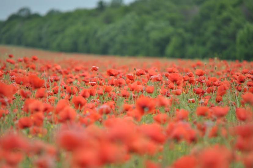 Сад з panoramio.com - Сад