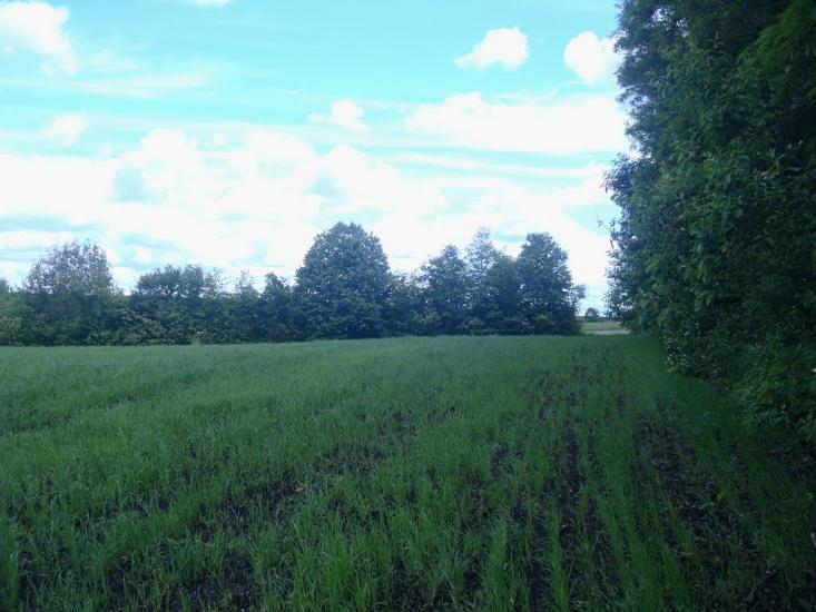 Жищинці з panoramio.com - Жищинцы