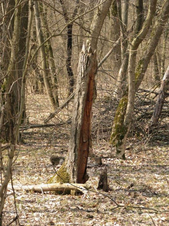 Підлісне з panoramio.com - Pidlisne
