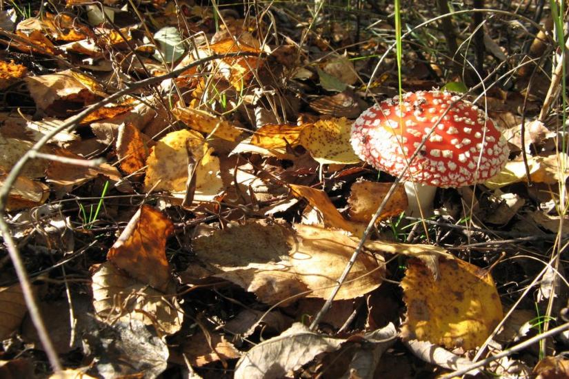 Наталине з panoramio.com - Natalyne