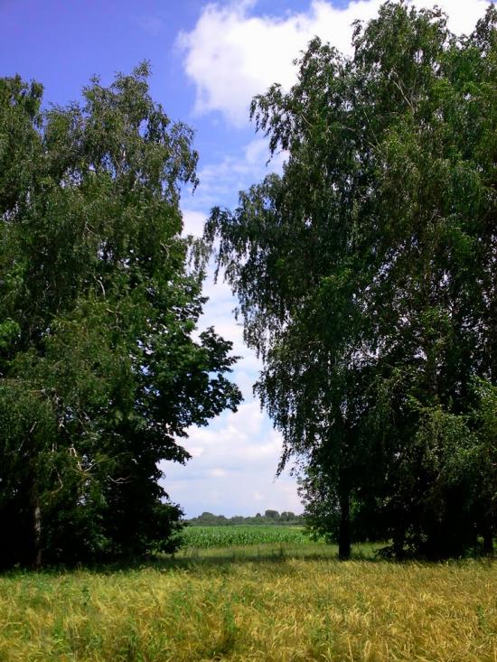 Шевченкове з panoramio.com - Шевченково