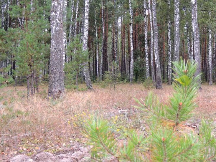 Деревини з panoramio.com - Деревины