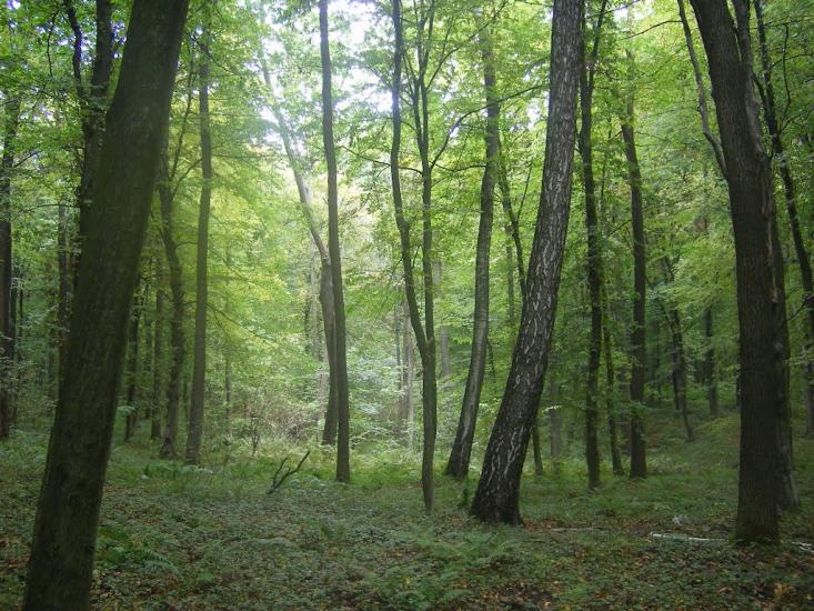 Борщівка з panoramio.com - Борщівка