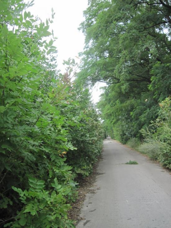 Павлиш з panoramio.com - Павлиш