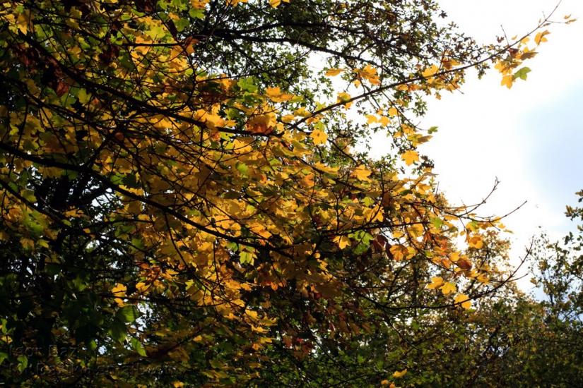 Піонерське з panoramio.com - Пионерское
