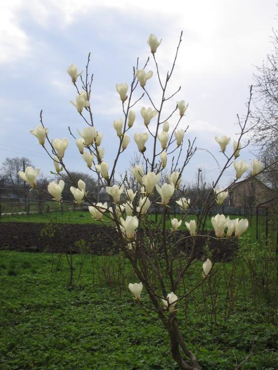 Долішнє Залуччя з panoramio.com - Долішнє Залуччя