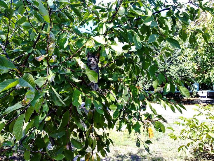 Жовтневе з panoramio.com - Жовтневе