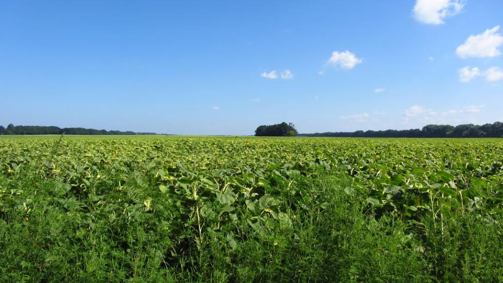 Недогарки з panoramio.com - Недогарки