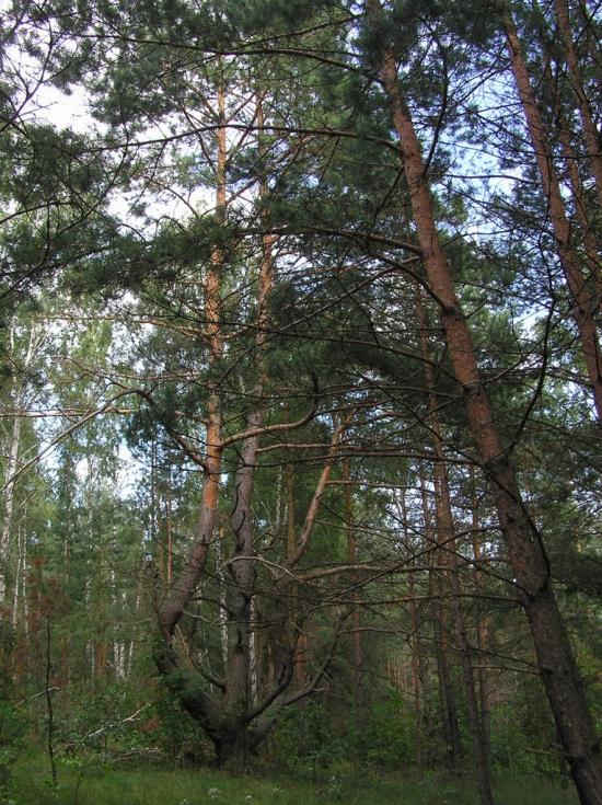 Струмок з panoramio.com - Струмок