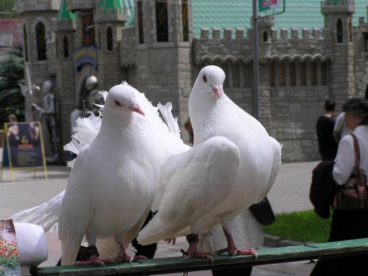 Гірське з panoramio.com - Гірське