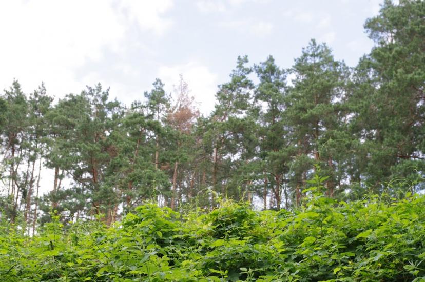 Блиставиця з panoramio.com - Блиставиця