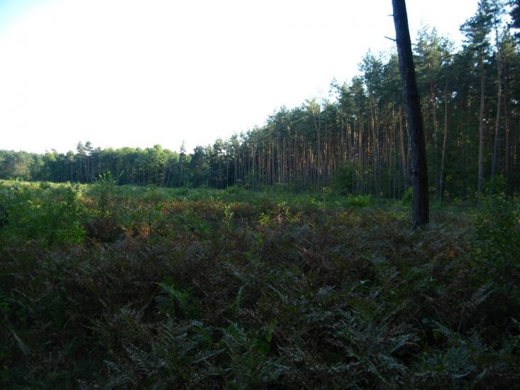 Гончарівка з panoramio.com - Гончарівка