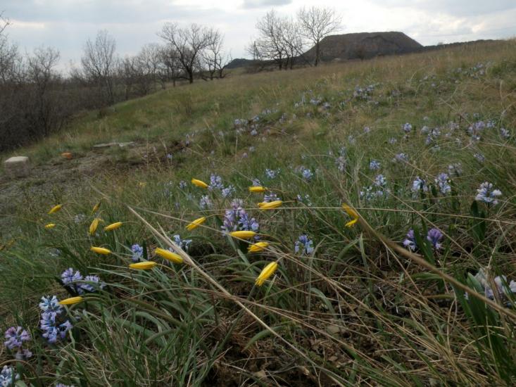 Киселеве з panoramio.com - Киселеве