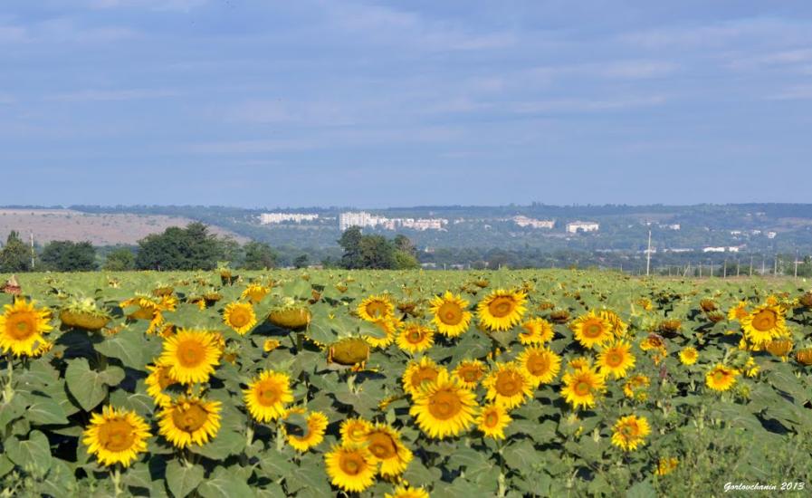 Новгородське з panoramio.com - Новгородське