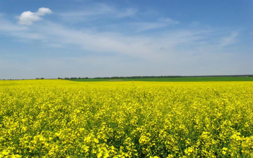 Скибин з panoramio.com - Скибин