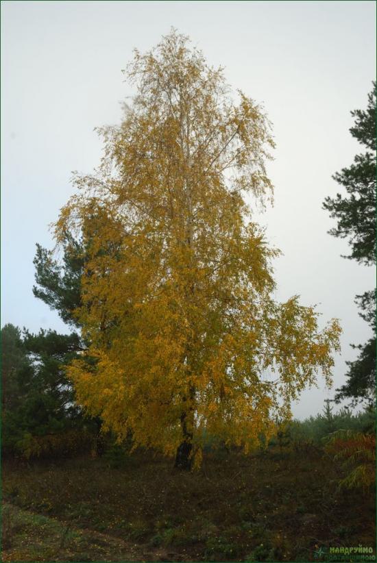 Зачепилівка з panoramio.com - Зачепиловка