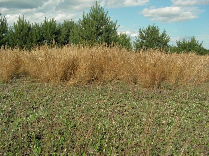 Римачі з panoramio.com - Рымачи
