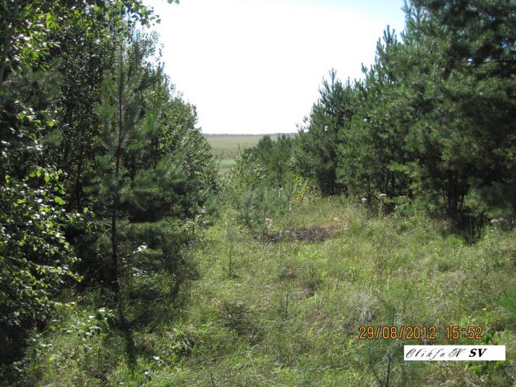 Галузинці з panoramio.com - Galuzyntsi