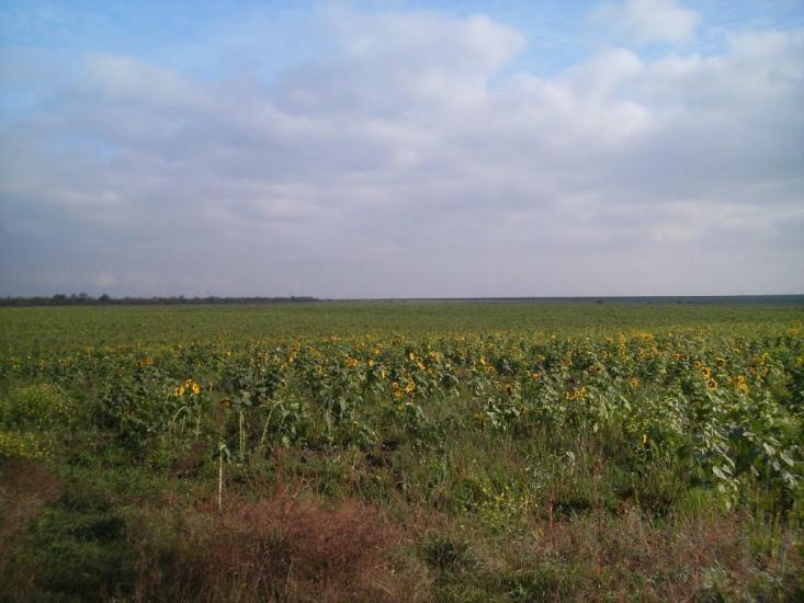 Хоминка з panoramio.com - Khomynka